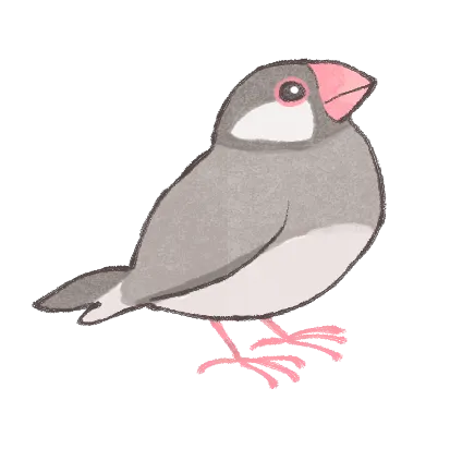 文鳥のイラスト素材